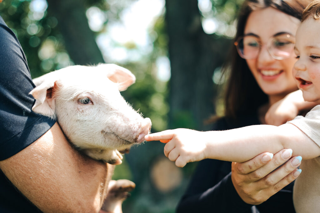 Enfant touchant doucement le museau d'un porcelet à la Ferme Villoise, symbole du respect du vivant et du bien-être animal.