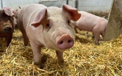 L’hiver à la Ferme Villoise : une saison qui ne s’arrête jamais