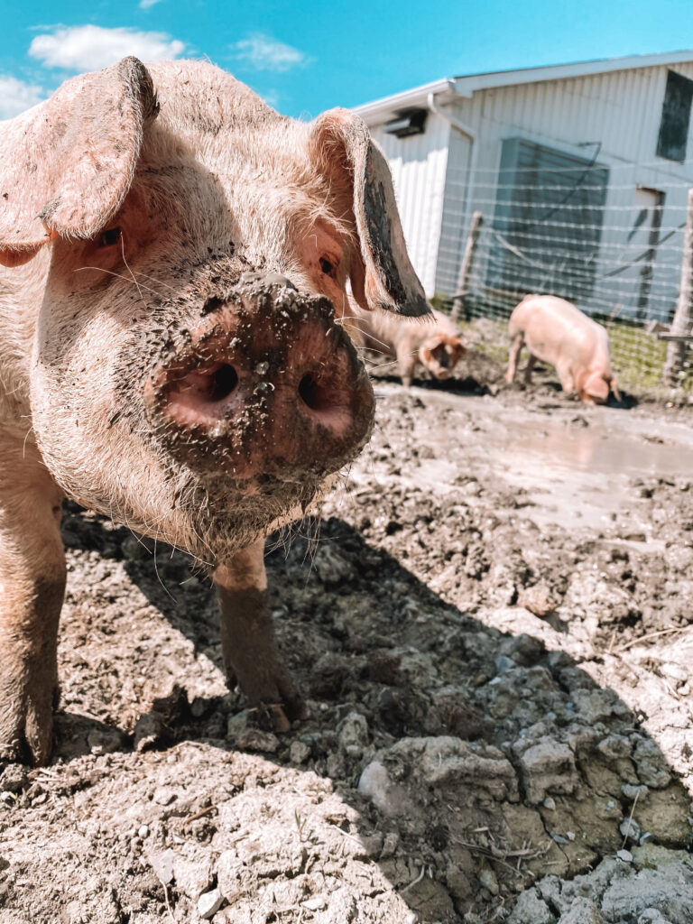 Porc boréal dans son air d'exercices au Saguenay Lac Saint-Jean