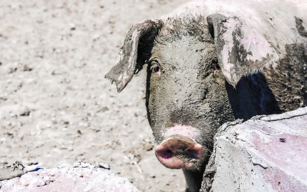 Porc de villoise, qui s'est rouler dans la boue à la ferme Villoise de Saint-Gédéon