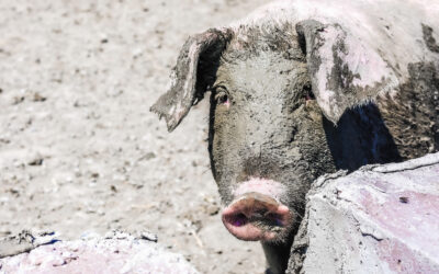 Une journée d&rsquo;été à la Ferme Villoise