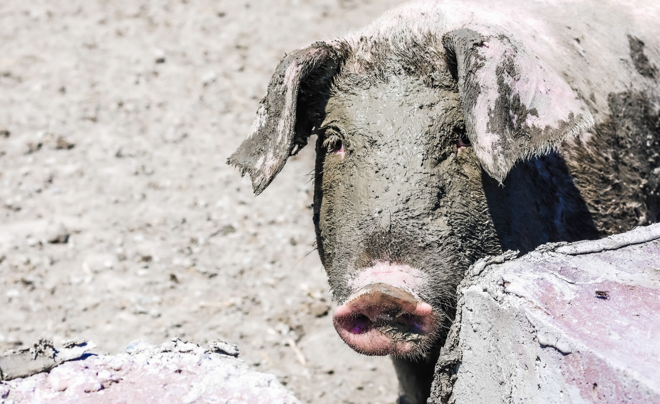 Porc de villoise, qui s'est rouler dans la boue à la ferme Villoise de Saint-Gédéon